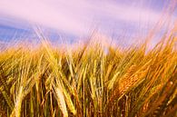 Barley Field in Summer van Jörg Hausmann thumbnail
