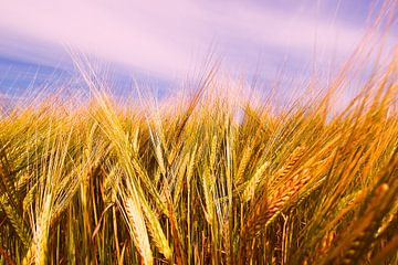Barley Field in Summer van Jörg Hausmann