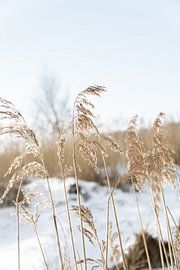 Palmengras schön ausgesetzt an einem Wintertag von HappyTravelSpots