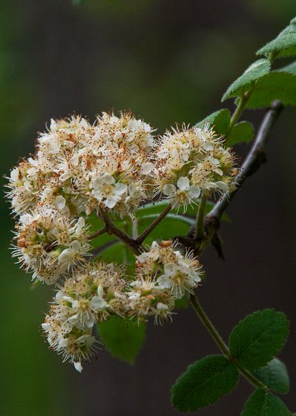 Bloemen by Rick Biermans