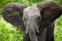 Jonge olifant