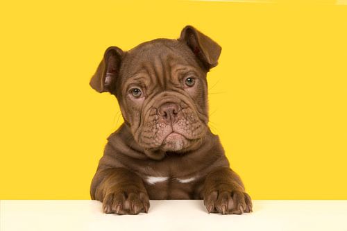Old English bulldog puppy