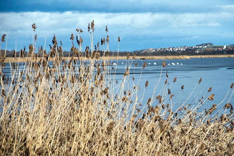 Meerlandschap met riet van Sandra Knittel