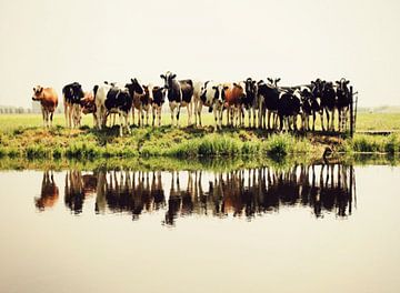cows by Annemieke van der Wiel