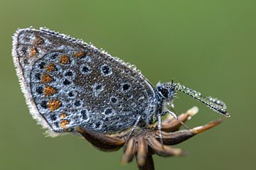 Icarusblauwtje van Bastian Boogaard