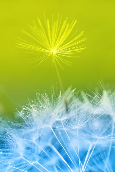 Paardenbloem in geel en blauw van Jessica Berendsen