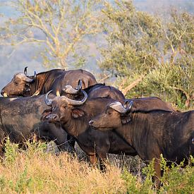 Kaapse Buffels met Oxpeckers van Amy Huibregtse