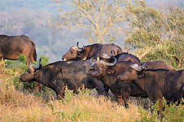 Kaapse Buffels met Oxpeckers van Amy Huibregtse