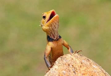 Hagedis (Calotes versicolor) van Harm Ormel