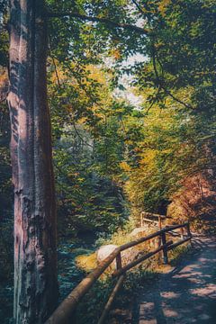 La vallée de Kirnitzschtal entre rochers et grès sur Jakob Baranowski - Photography - Video - Photoshop