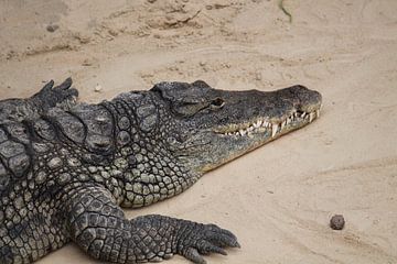 Krokodil van Tatjana Korneeva
