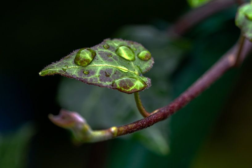Grünes Blatt mit Wassertropfen von Flatfield
