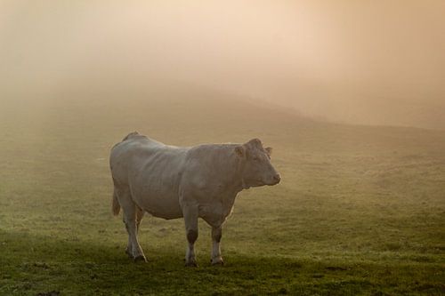 Koe in de mist