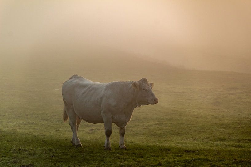 Koe in de mist van Ralf Bankert