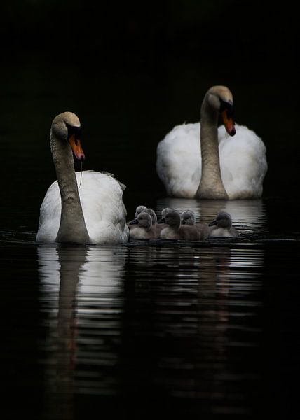 Mute swans with young by Danny Slijfer Natuurfotografie