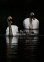 Mute swans with young by Danny Slijfer Natuurfotografie thumbnail