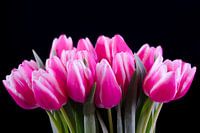 Tulpen aan de muur 2