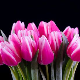 Dutch tulips by Sean Vos
