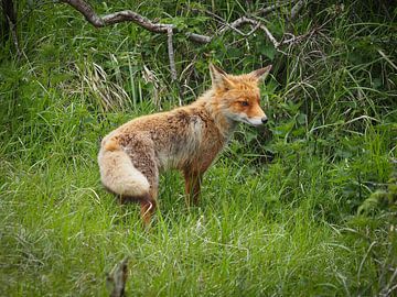 Fox in search of food by Marjon Woudboer