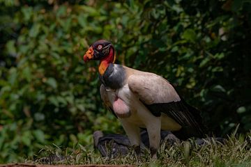 Vulture in Costa Rica by Merijn Loch