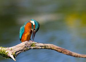 Eisvogel (Alcedo atthis)