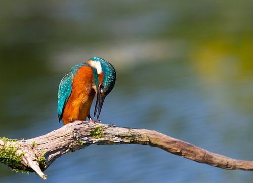 Eisvogel (Alcedo atthis)