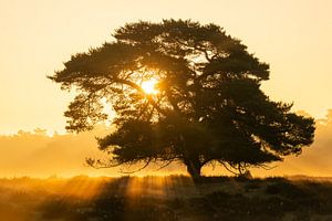 Westruper Heide, Haltern am See, Nordrhein-Westfalen, Deutschland