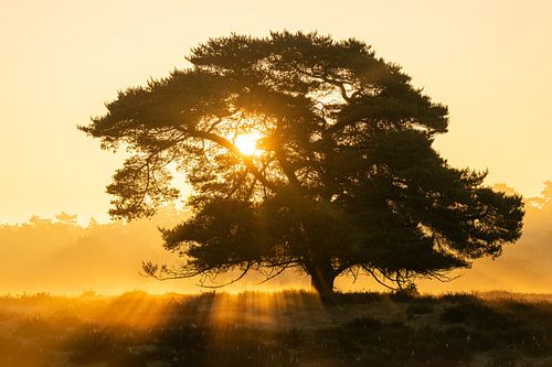 Westruper Heide, Haltern am See, North Rhine-Westphalia, Germany by Alexander Ludwig