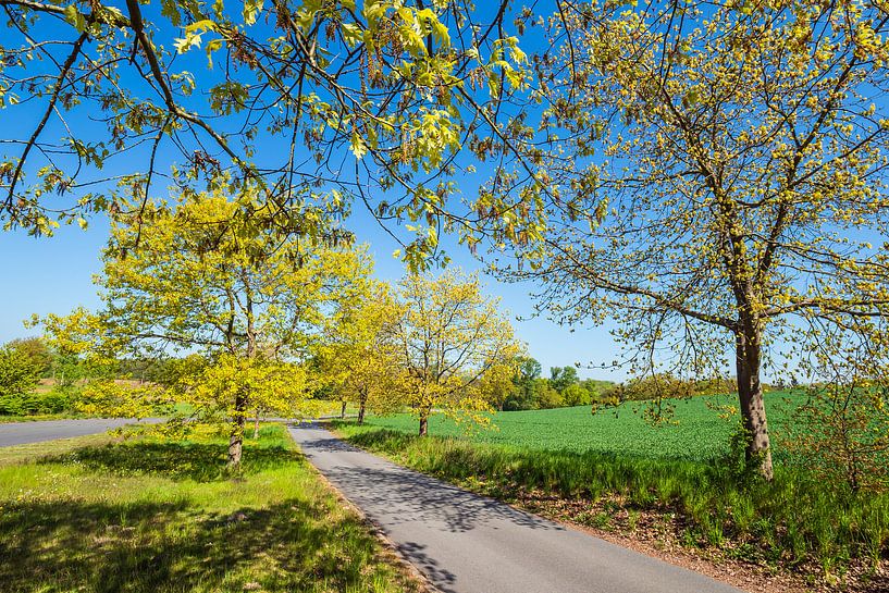 Landschap met weg en bomen bij Kuchelmiß van Rico Ködder