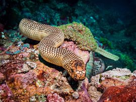 Schlauch unter Wasser von Marc Van den Broeck