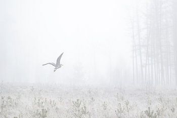 fliegender Reiher im Nebel