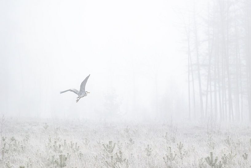 flying heron in the mist by Ria van den Broeke