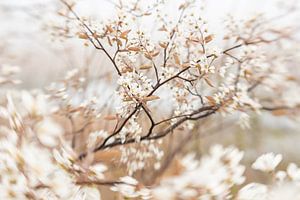 Blüte der Krent