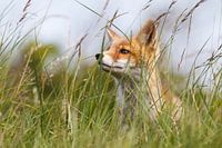 renard