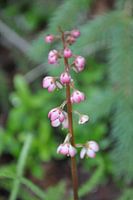 Wilde bloem