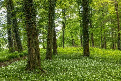 Bos van wilde knoflook