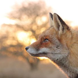 Fuchs von Derk jan te  Pas