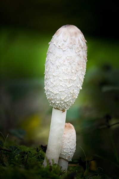 Mushroom with little one by Wim Stolwerk