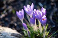 Krokus in paars