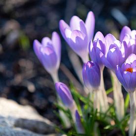 Crocus in purple by Julia Strube - graphics