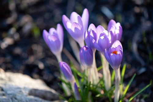 Krokus in violett