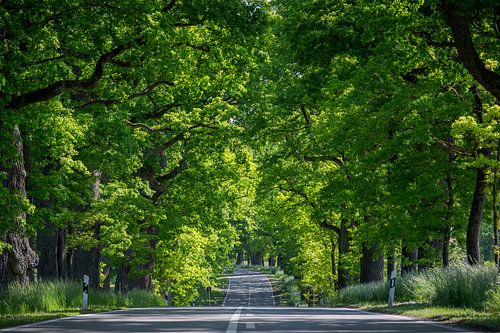 Eikenboom steeg op asfaltweg in de lente op zonnige van Robert Ruidl