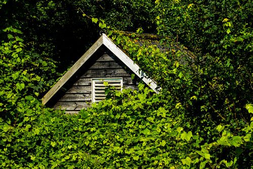 Lost in the green