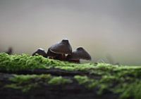 Under a mushroom hat