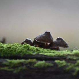 Under a mushroom hat by Iris Fitsch