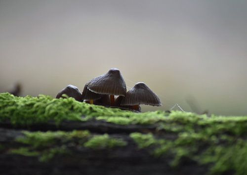 Onder een paddenstoelen hoedje