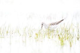 Pool rustler in early spring