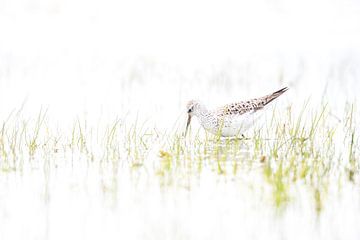 Poelruiter in het vroege voorjaar van Danny Slijfer Natuurfotografie