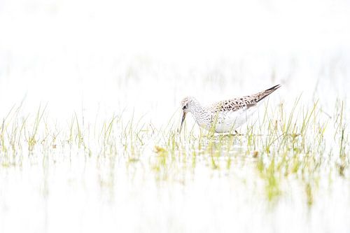 Poelruiter in het vroege voorjaar