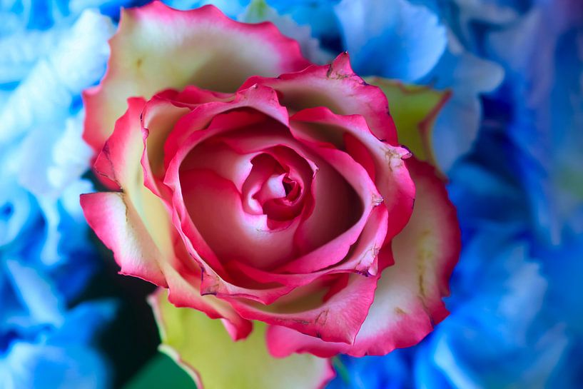 Rose blossom by Thomas Jäger